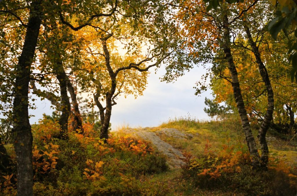 Full Afternoon Landscape  - 07.11.26