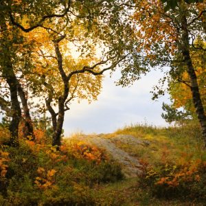 Full Afternoon Landscape  - 07.11.26