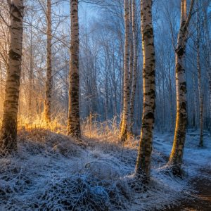 Seasonal Landscape Painting Course - JANUARY - Weds Mornings